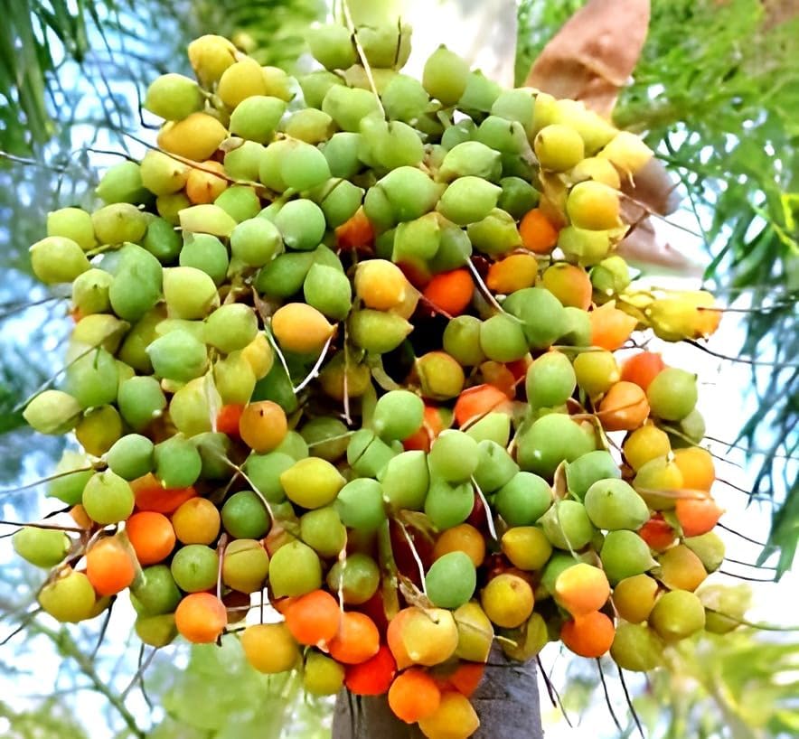 Assam Supari Plant | Areca Nut Plant