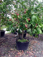Water apple Fruit | Thai Java Apple Plant