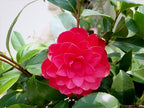 Pink Camellia Flower | Pink Camellia Plant