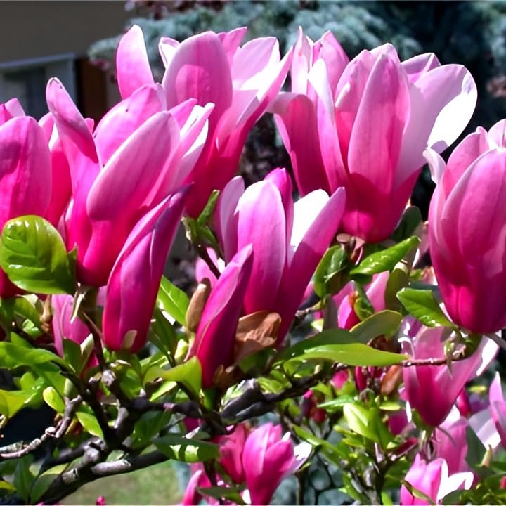 Pink Magnolia Flower | Pink Magnolia Bush Plant