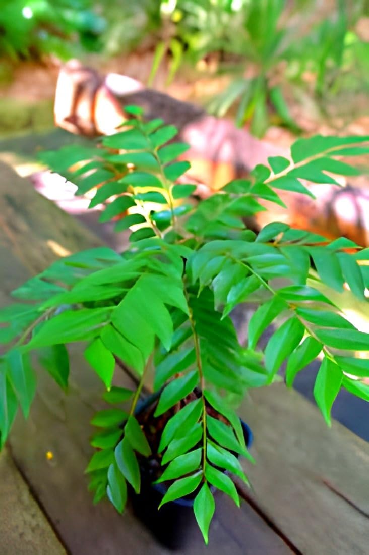 Curry Leaf (Kadi Patta) | Curry Leaf Plant