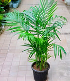 Areca Palm | Areca Palm Plant