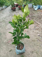 Darjeeling Orange Fruit | Darjeeling Orange Plant
