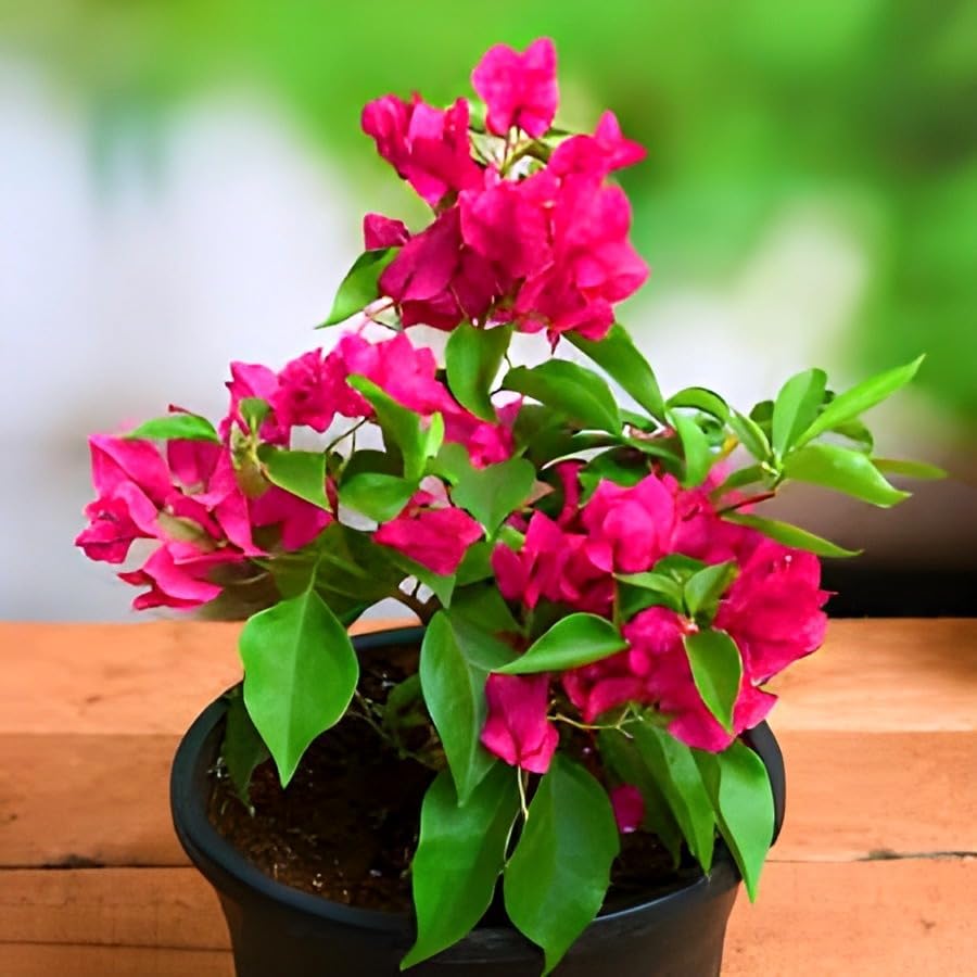Pink Bougainvillea Flower | Pink Bougainvillea Plant