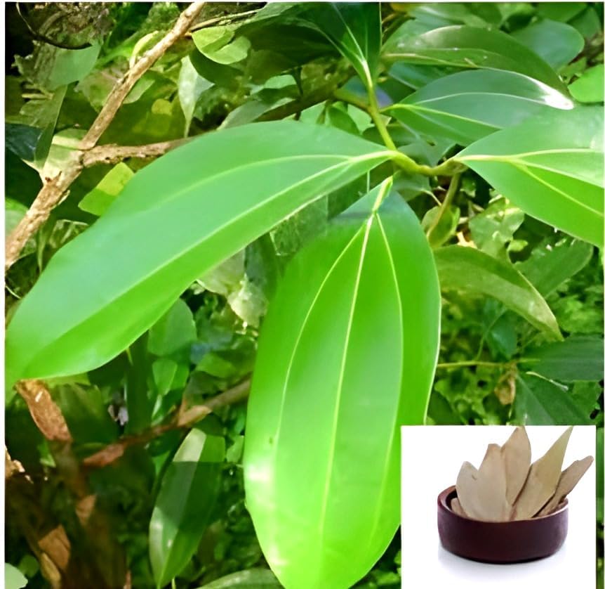 Bay Leaf (Tej Patta) | Bay Leaf Plant