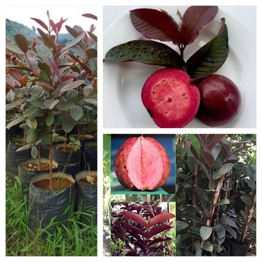Malaysian Red Guava Fruit | Red Guava Plant
