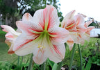 Multi Colour Lily Flower | Amaryllis Lily Plant