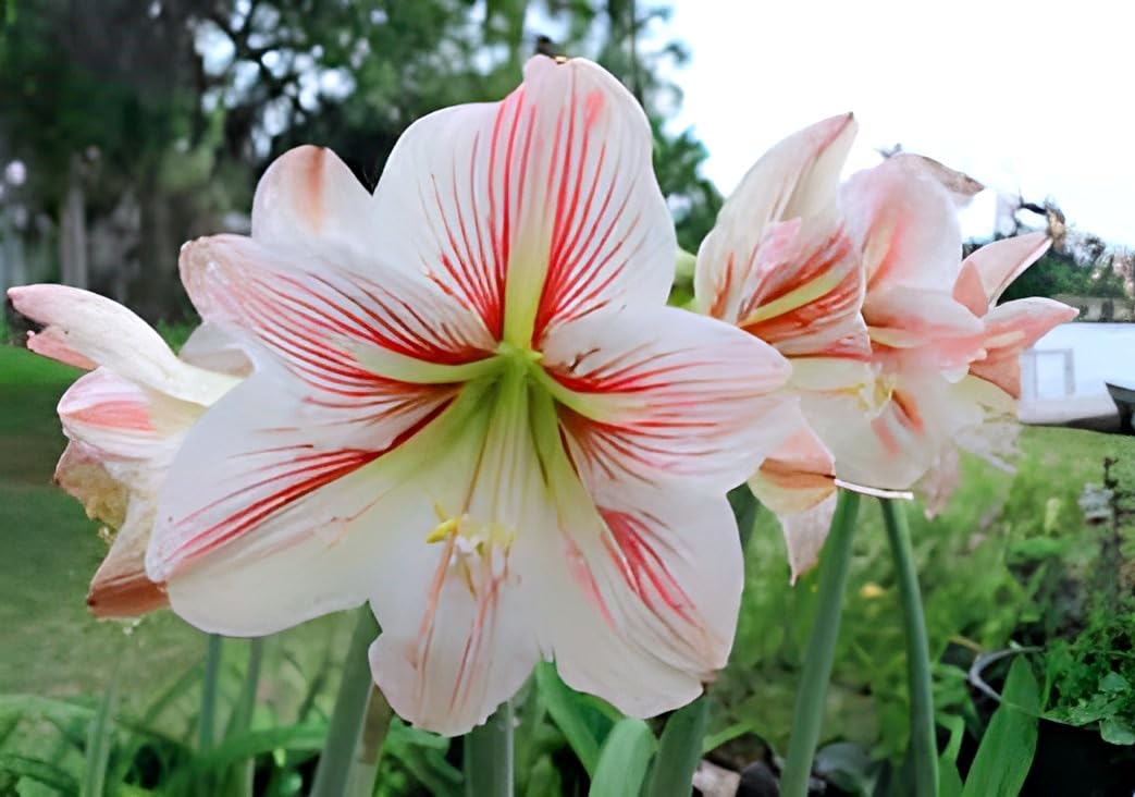Multi Colour Lily Flower | Amaryllis Lily Plant