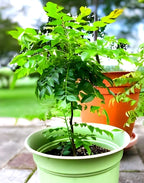 Curry Leaf (Kadi Patta) | Curry Leaf Plant