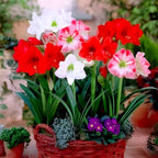 Multi Colour Lily Flower | Amaryllis Lily Plant