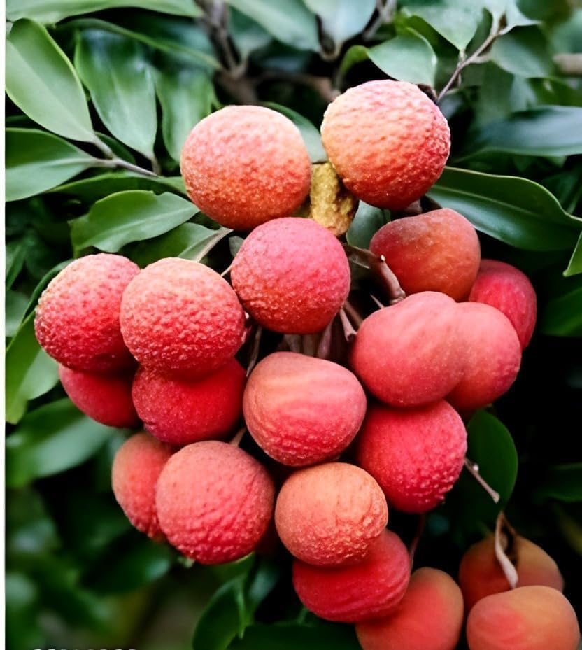Lychee Fruit | Lychee Plant