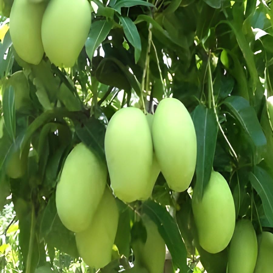 Kaccha Mittha Mango Fruit | Kaccha Mittha Mango Plant