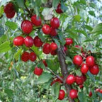Cherry Fruit | Red Cherry Plant