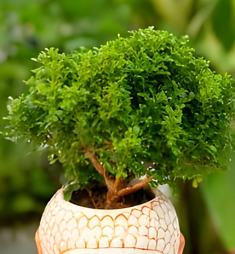 Dwarf Plant | Table Kamini Plant