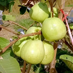 Red Diamond Guava Fruit | Red Diamond Guava Plant