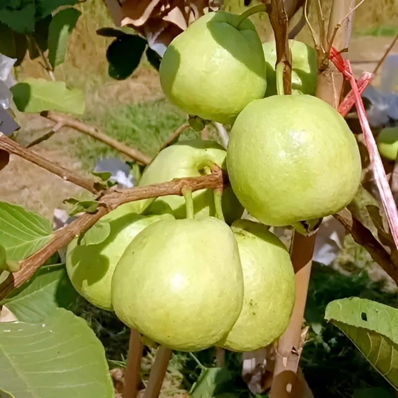 Green Guava Fruit | Green Guava Plant