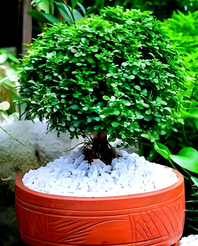 Dwarf Plant | Table Kamini Plant