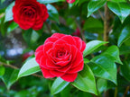 Red Camellia Flower | Red Camellia Plant