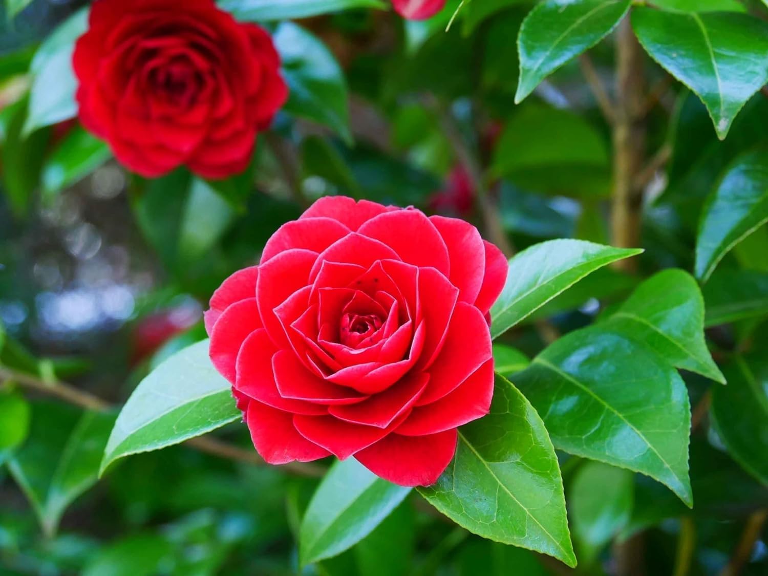Red Camellia Flower | Red Camellia Plant