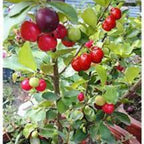 Cherry Fruit | Red Cherry Plant