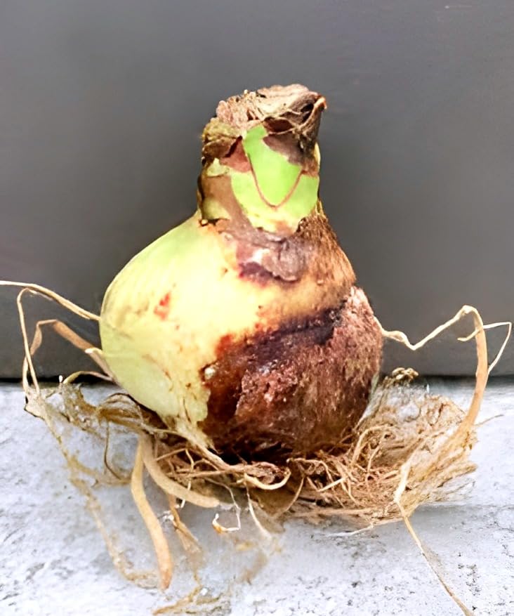 Multi Colour Lily Flower | Amaryllis Lily Plant