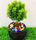 Dwarf Plant | Table Kamini Plant