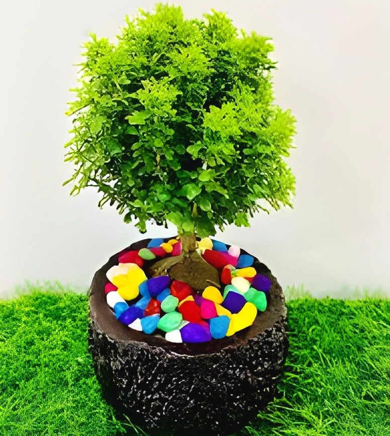 Dwarf Plant | Table Kamini Plant