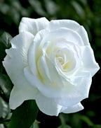 White Rose Flower | White Rose Plant