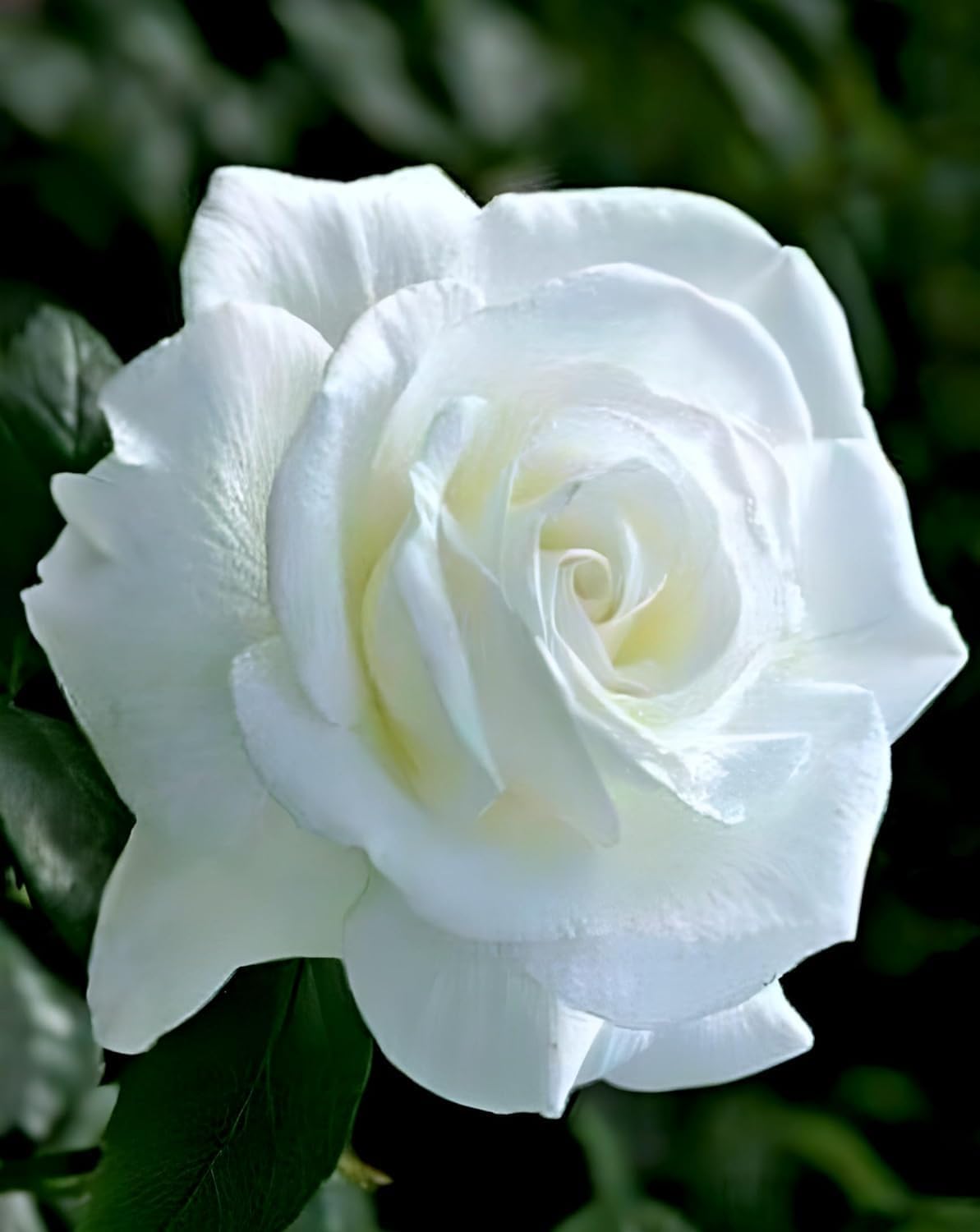 White Rose Flower | White Rose Plant