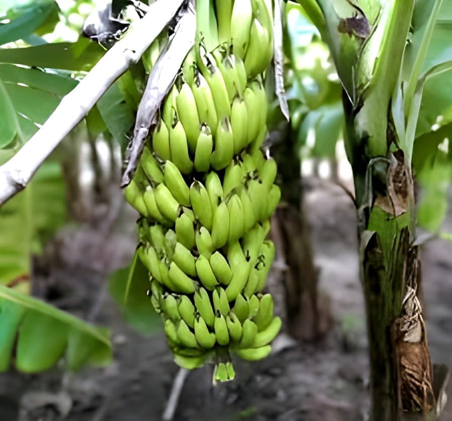 Singapuri Banana Fruit | Singapuri Banana Plant