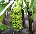 Singapuri Banana Fruit | Singapuri Banana Plant