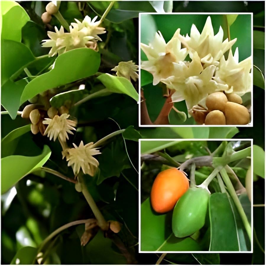 Spanish Cherry | Bakul Flower Plant