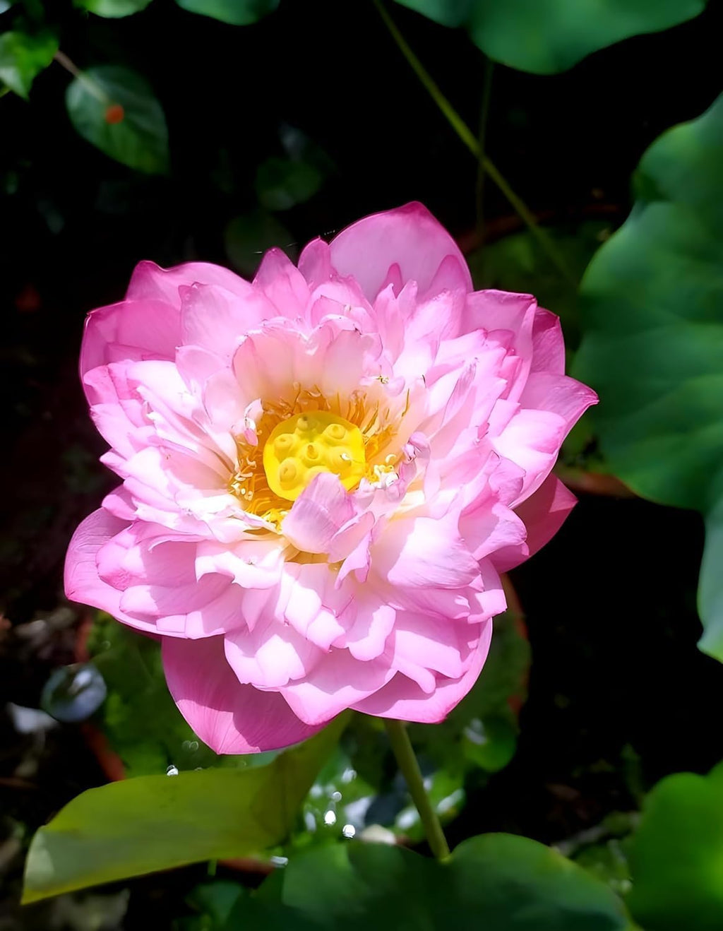 Pink Cloud Water Lily | Water Lily Plant
