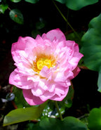 Pink Cloud Water Lily | Water Lily Plant