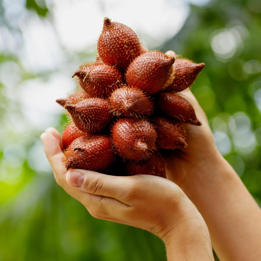 Snake Fruit | Snake Fruit Plant