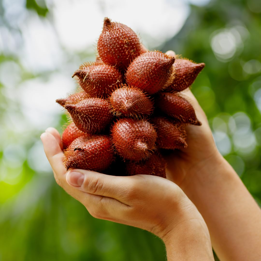 Snake Fruit | Snake Fruit Plant