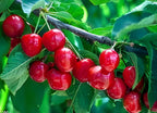 Barbados Cherry Fruit | Cherry Plant