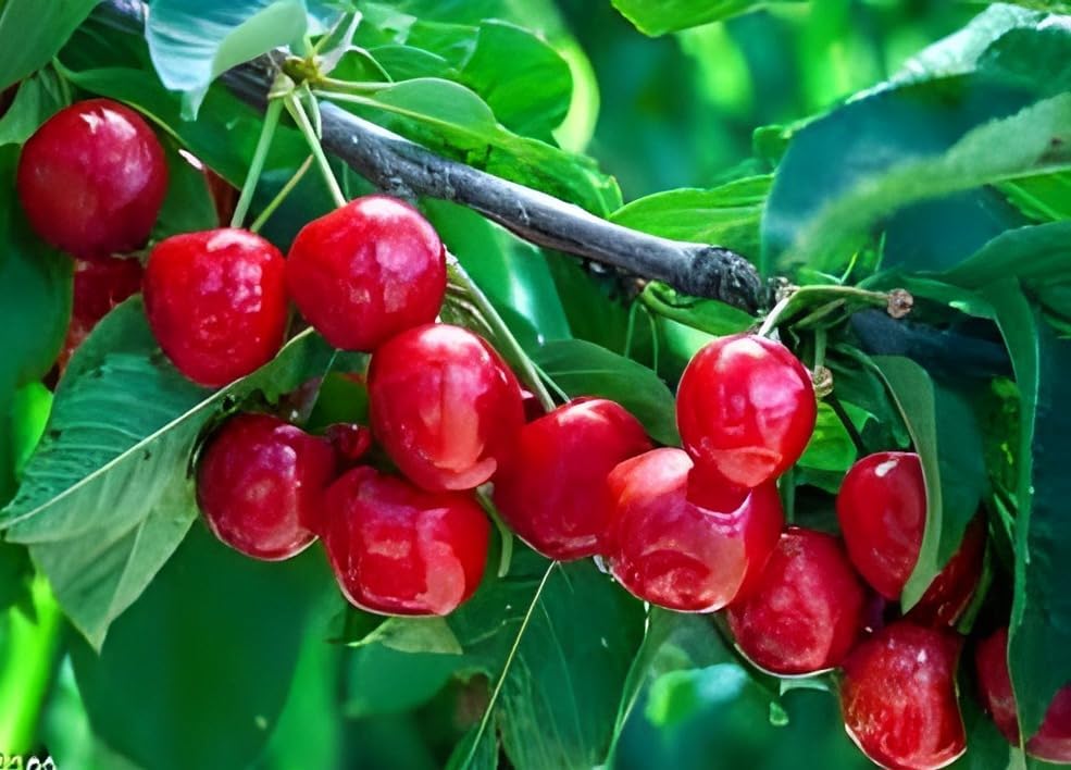 Barbados Cherry Fruit | Cherry Plant