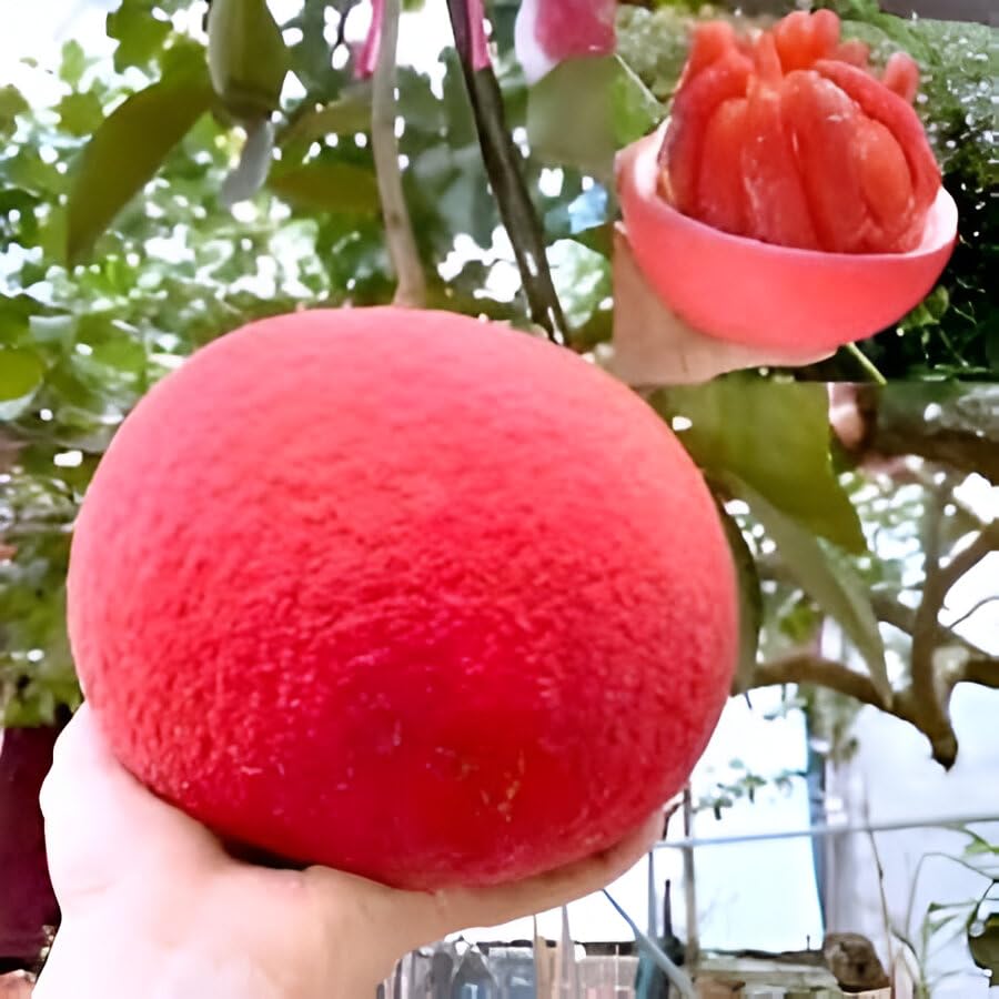Pomelo Fruit | Pomelo Plant
