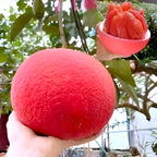 Pomelo Fruit | Pomelo Plant