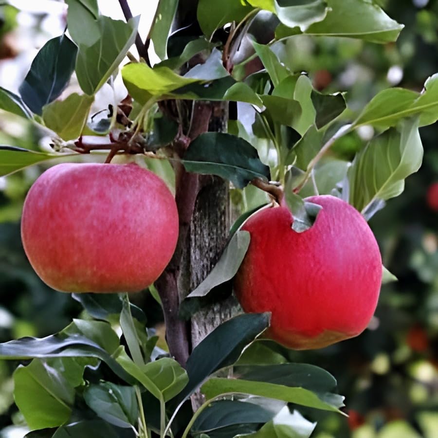 Red Apple Fruit | Red Apple Plant