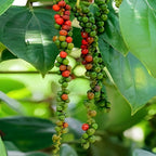 Black Pepper (Kali Mirch) | Black Pepper Plant