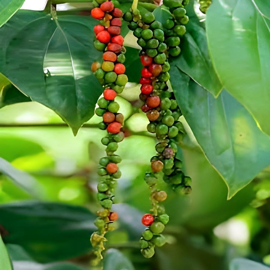 Black Pepper (Kali Mirch) | Black Pepper Plant