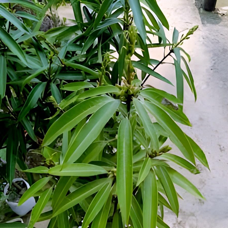 Suvarnarekha Mango Fruit | Suvarnarekha Mango Plant