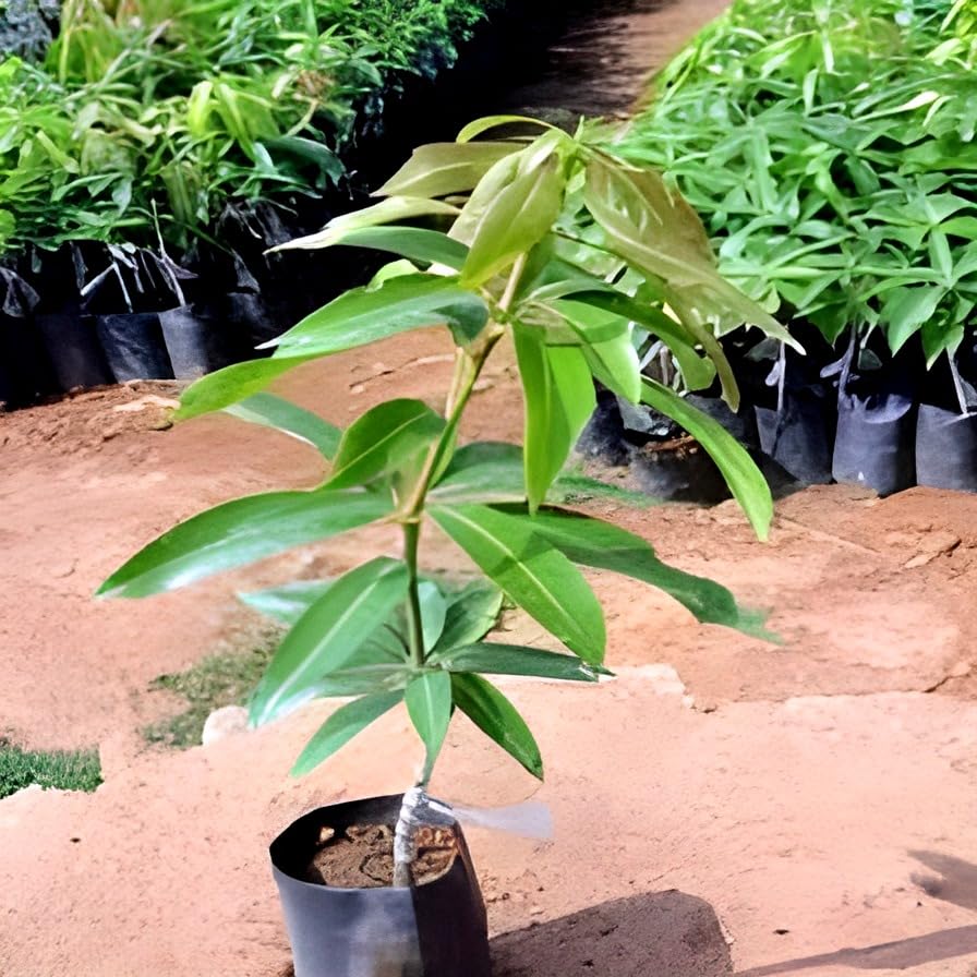 Chausha Mango Fruit | Chausha Mango Plant