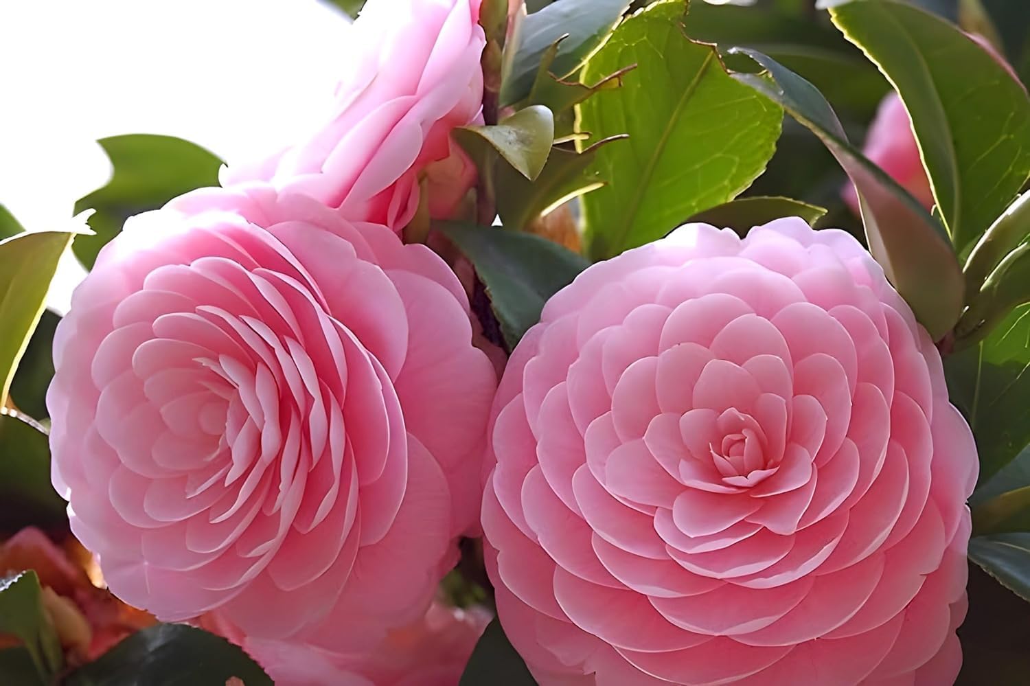 Pink Camellia Flower | Pink Camellia Plant