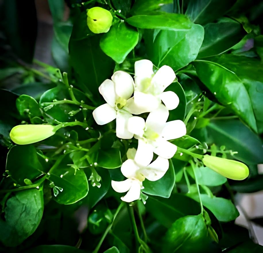 Madhu Kamini Flower | Madhu Kamini Plant