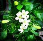 Madhu Kamini Flower | Madhu Kamini Plant