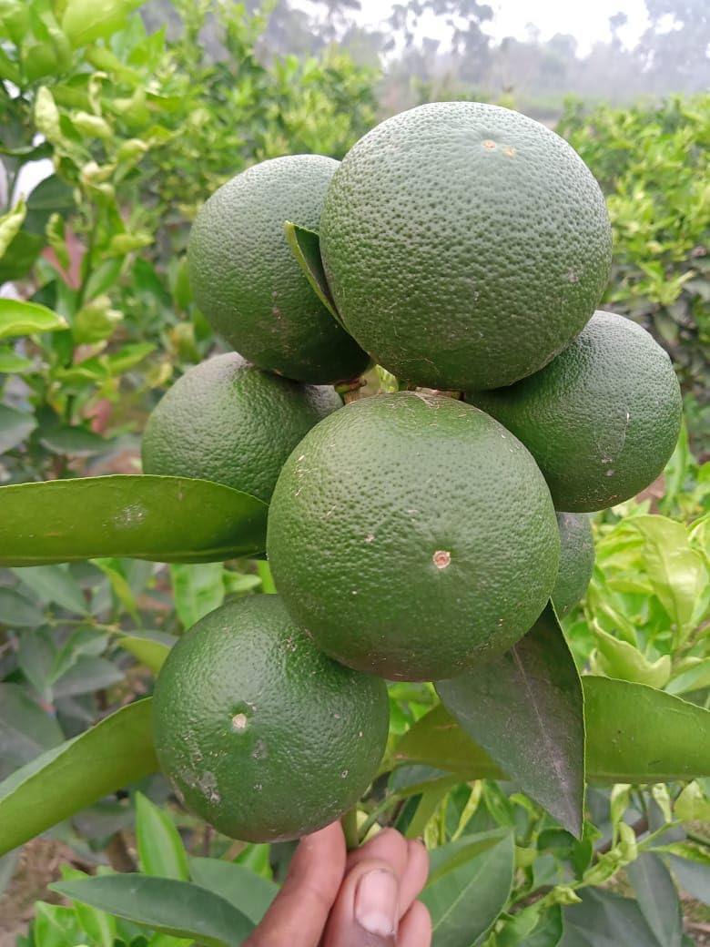 Mosambi Fruit | Sweet Lemon Plant