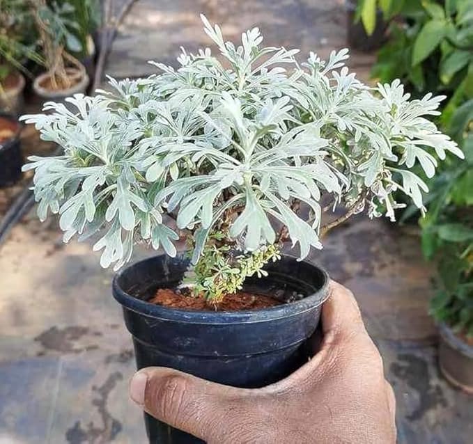 English Lavender Plant | Lavender Plant